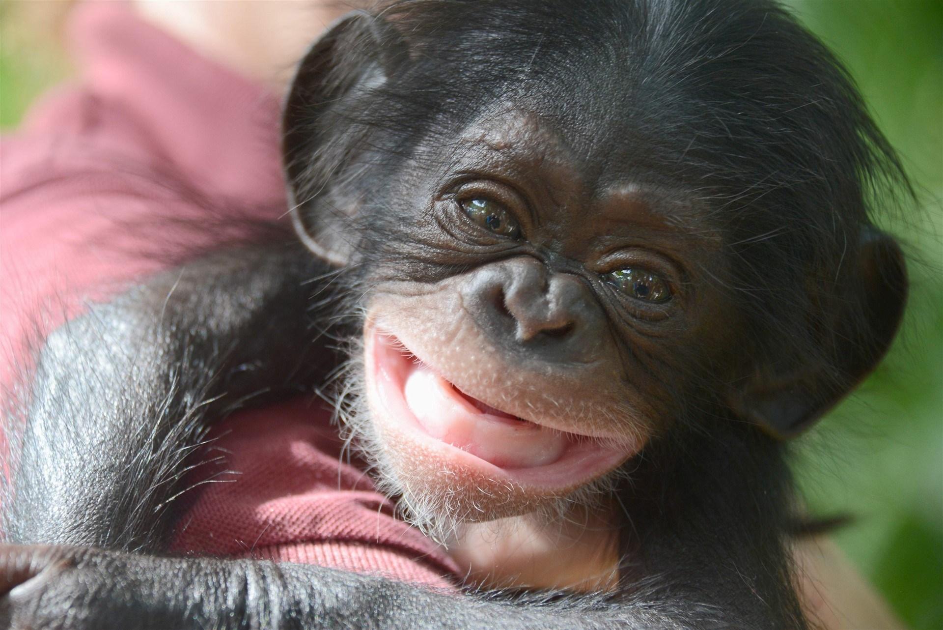Animal Chimpanzee Baby Wallpaper 2K Wallpapers