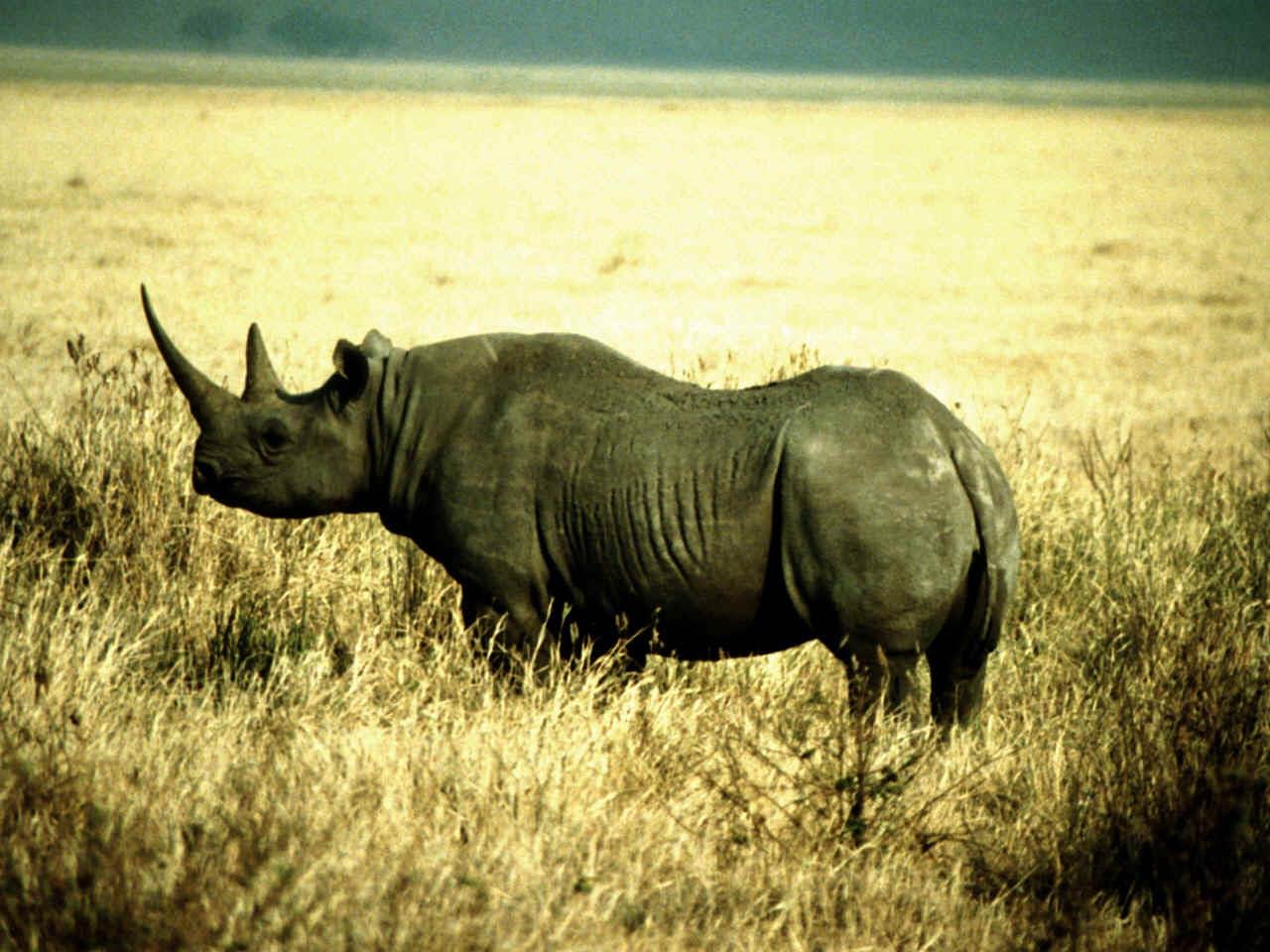 Free Rhinoceros Wallpapers download