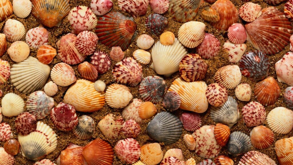 Download desk 4K wallpapers Clams Sand