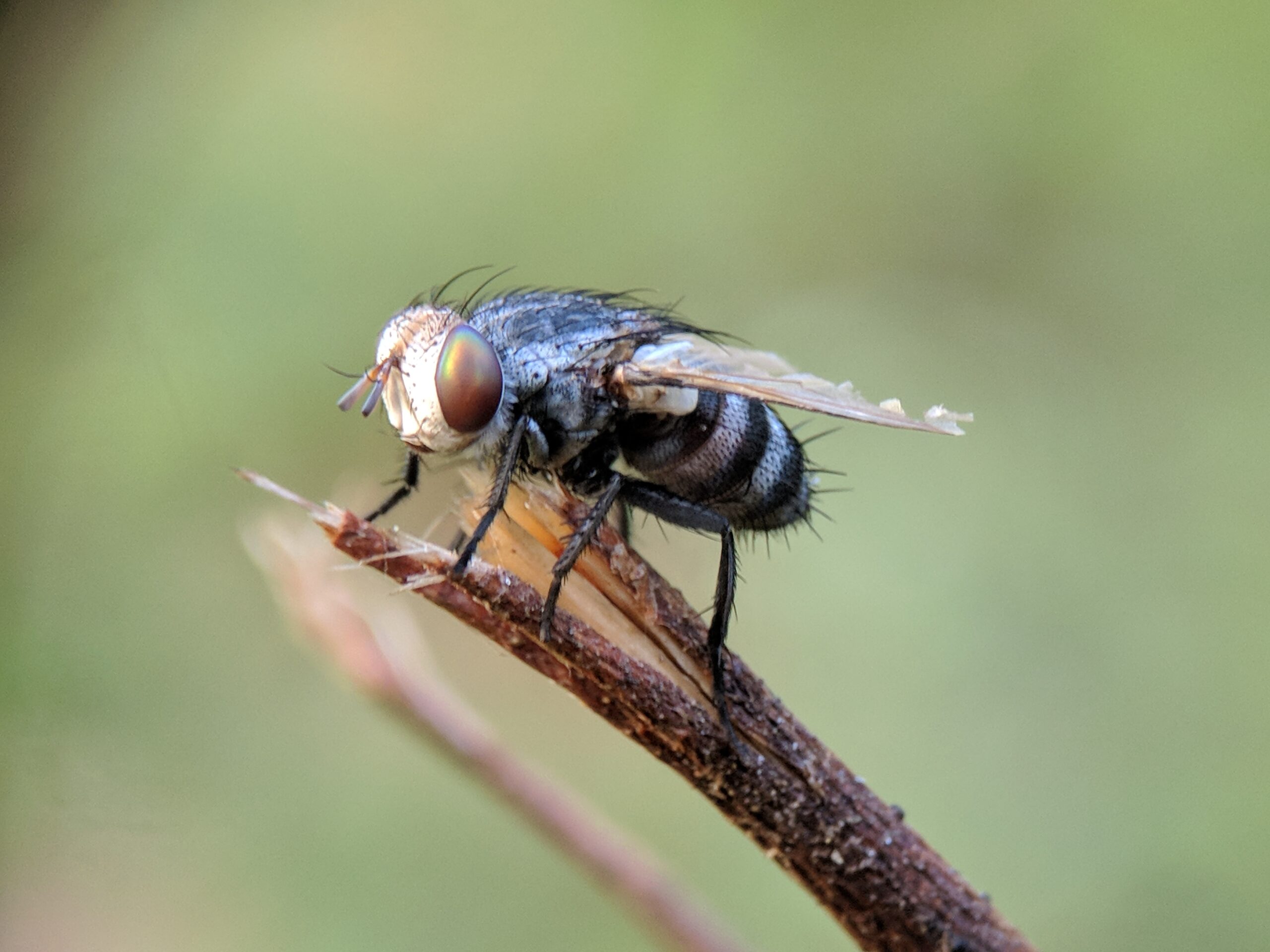 Housefly Pictures