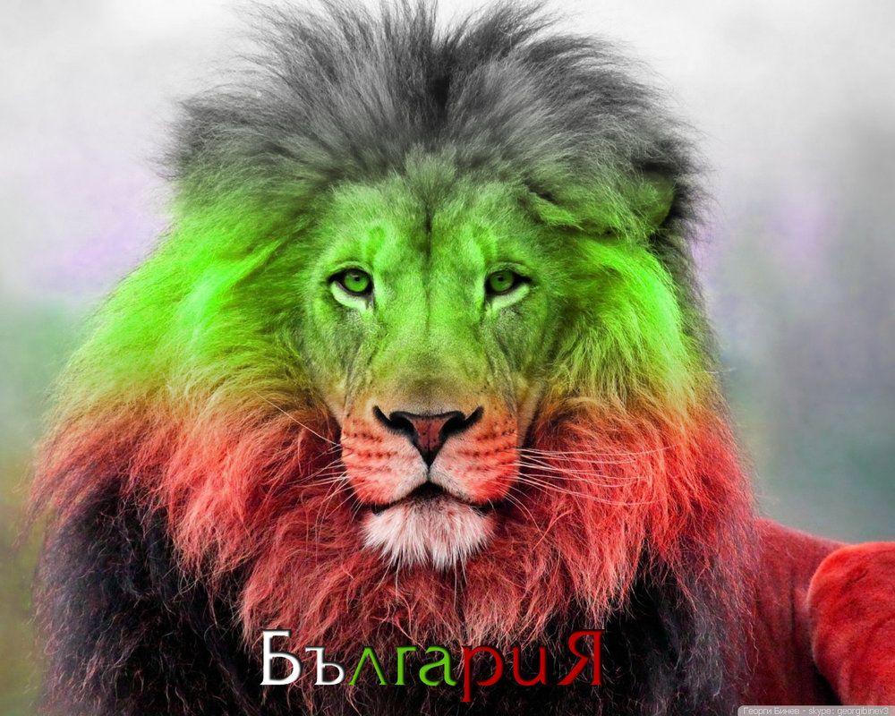 Bulgarian Lion