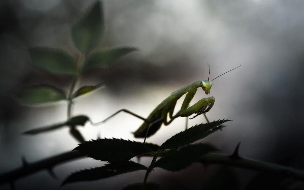 Praying Mantis Wallpapers  – Full HD