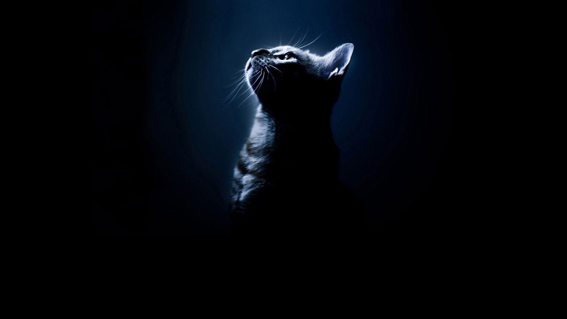 Cats Silhouettes Cats Black Animals Bengal Cat Photo Gallery for