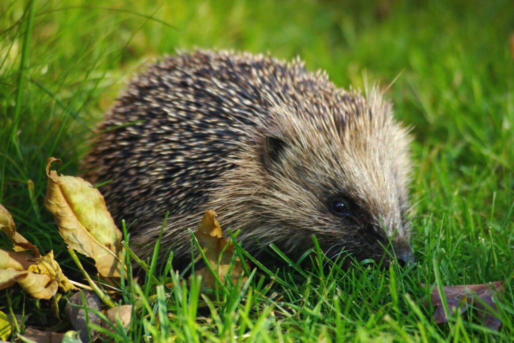 Hedgehog wallpapers, Animal, HQ Hedgehog pictures