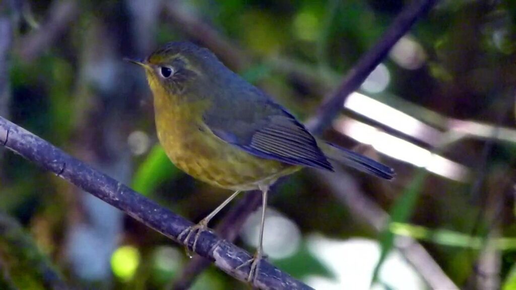 Golden Bush Robin