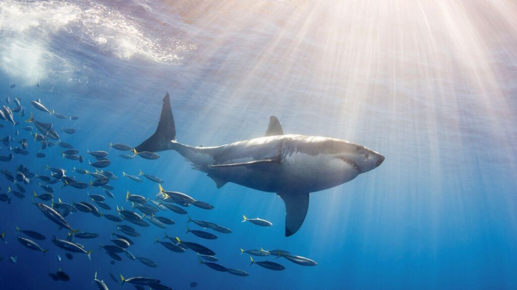 Wallpaper For – White Shark Wallpapers