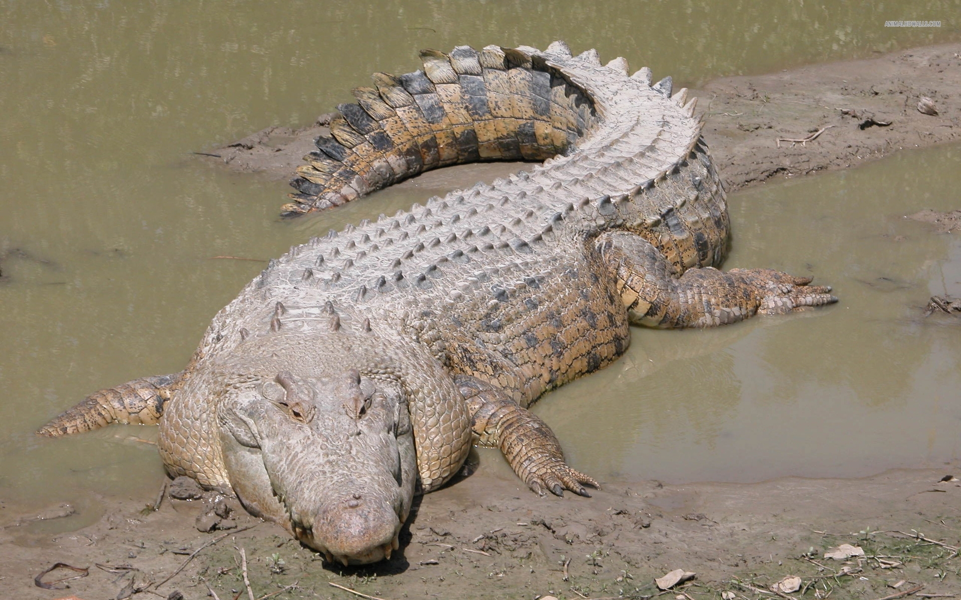 Crocodile 2K Photos