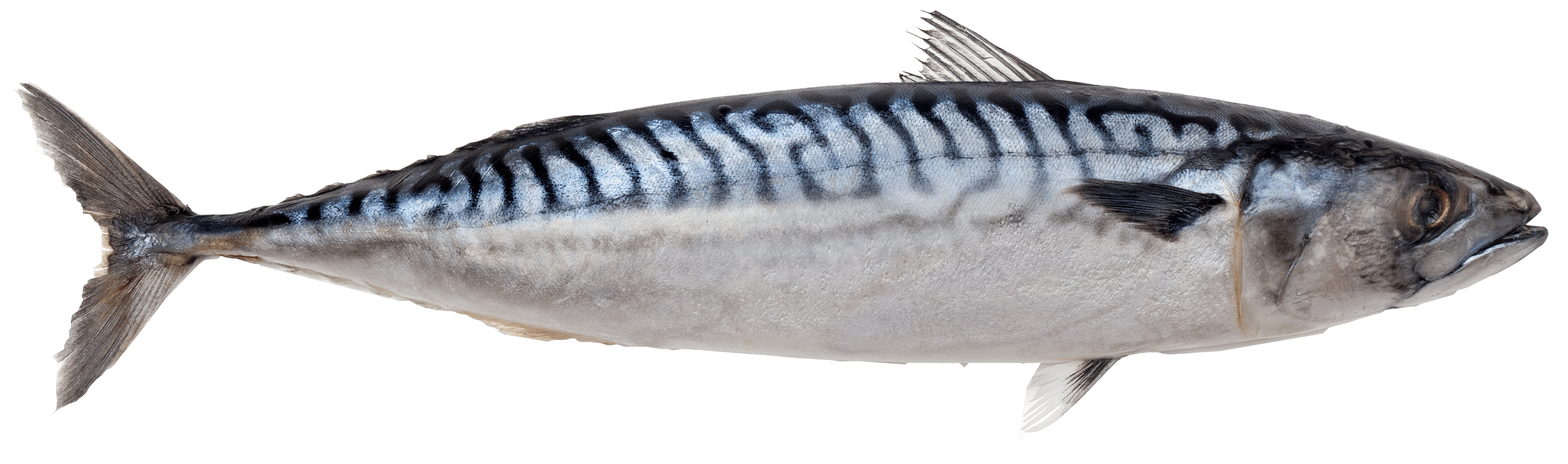 Scomber scombrus Atlantic mackerel