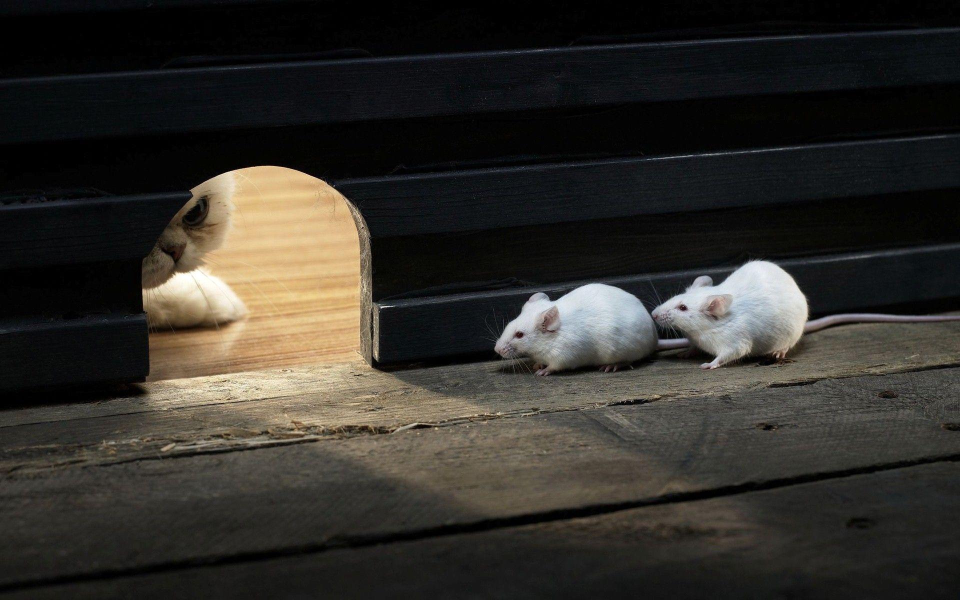 Two Cute Funny Mouse in Their Home Hidden from Cat HD