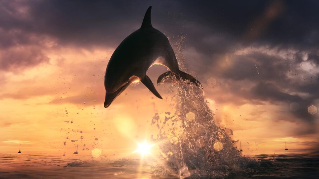 Dolphin Wallpapers, Pictures, Wallpaper