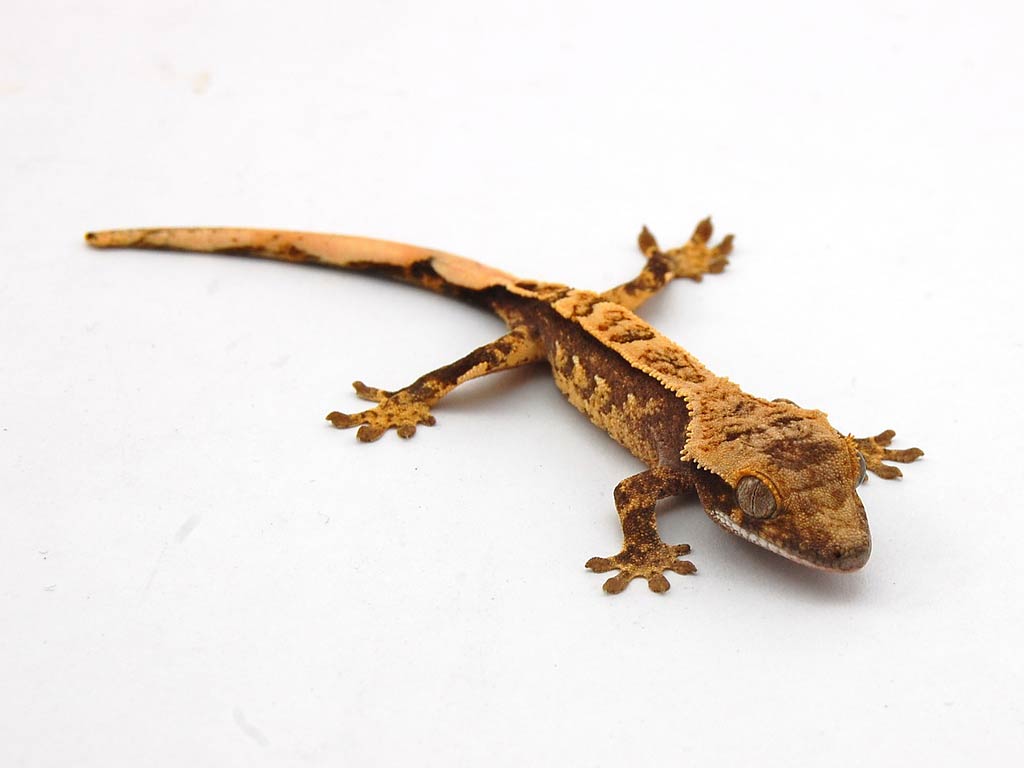 Free Gecko Wallpapers download