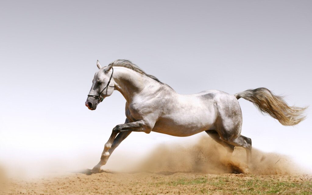 A selection of Wallpaper of Horses in 2K quality
