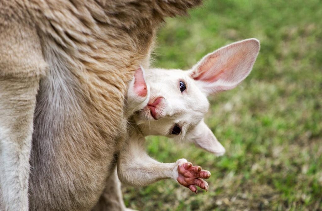 Baby kangaroo wallpapers