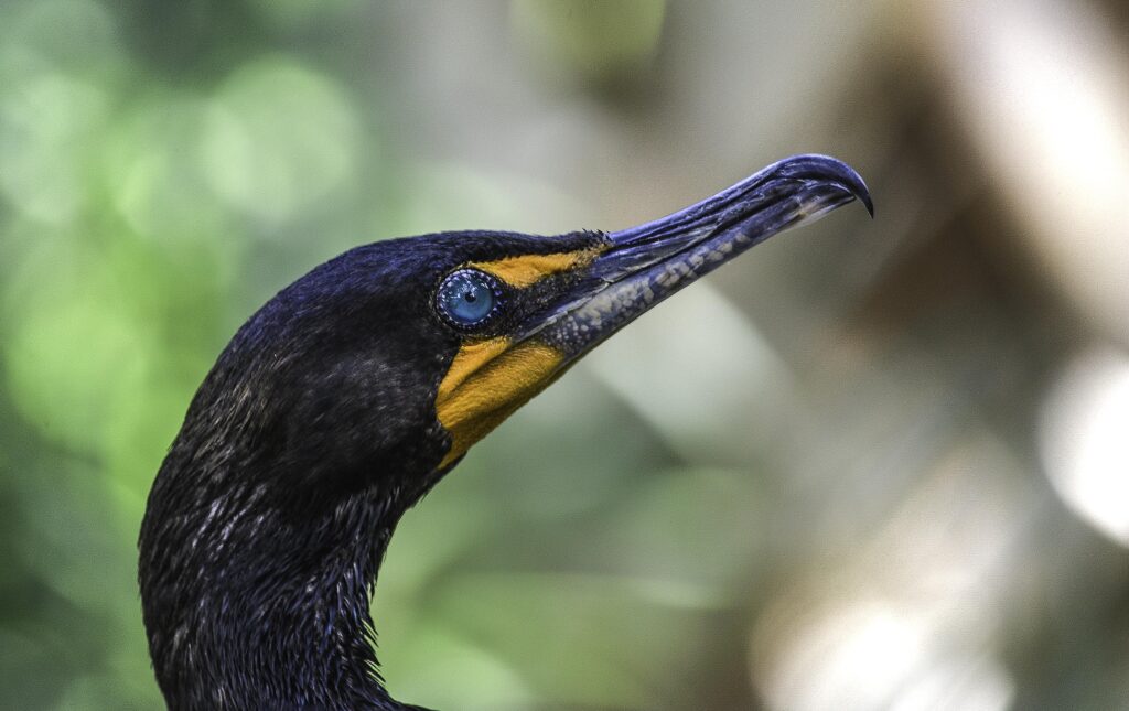 Black bird in focus shot photography, double