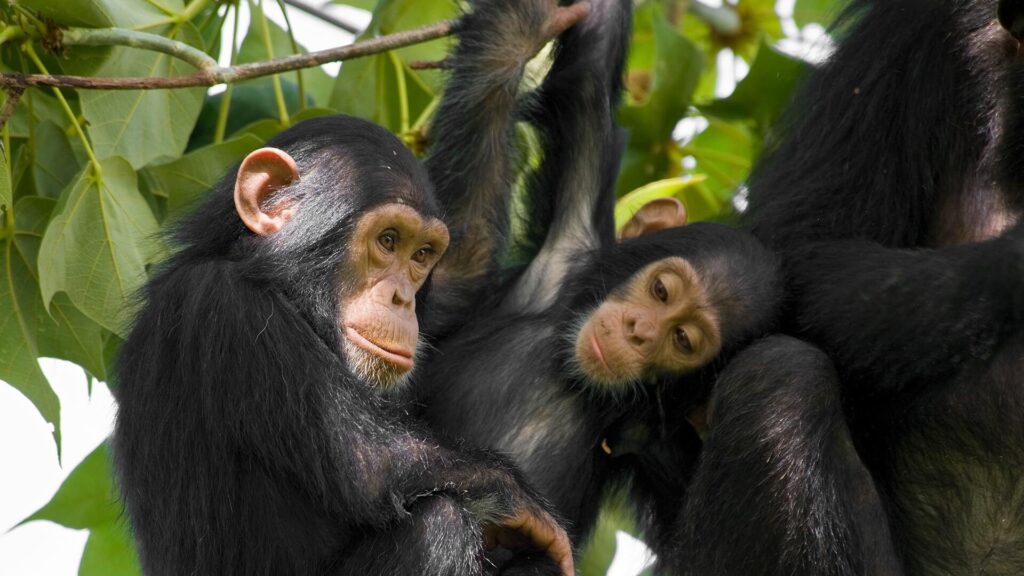 Free screensaver wallpapers for chimpanzee