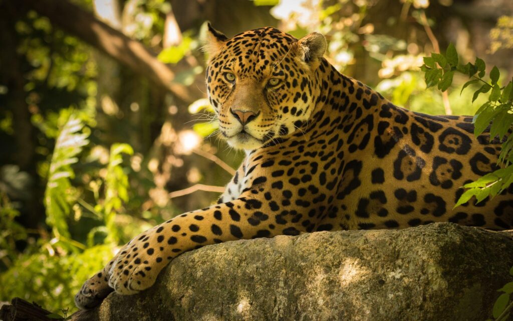 Chincha the Jaguar Wallpapers