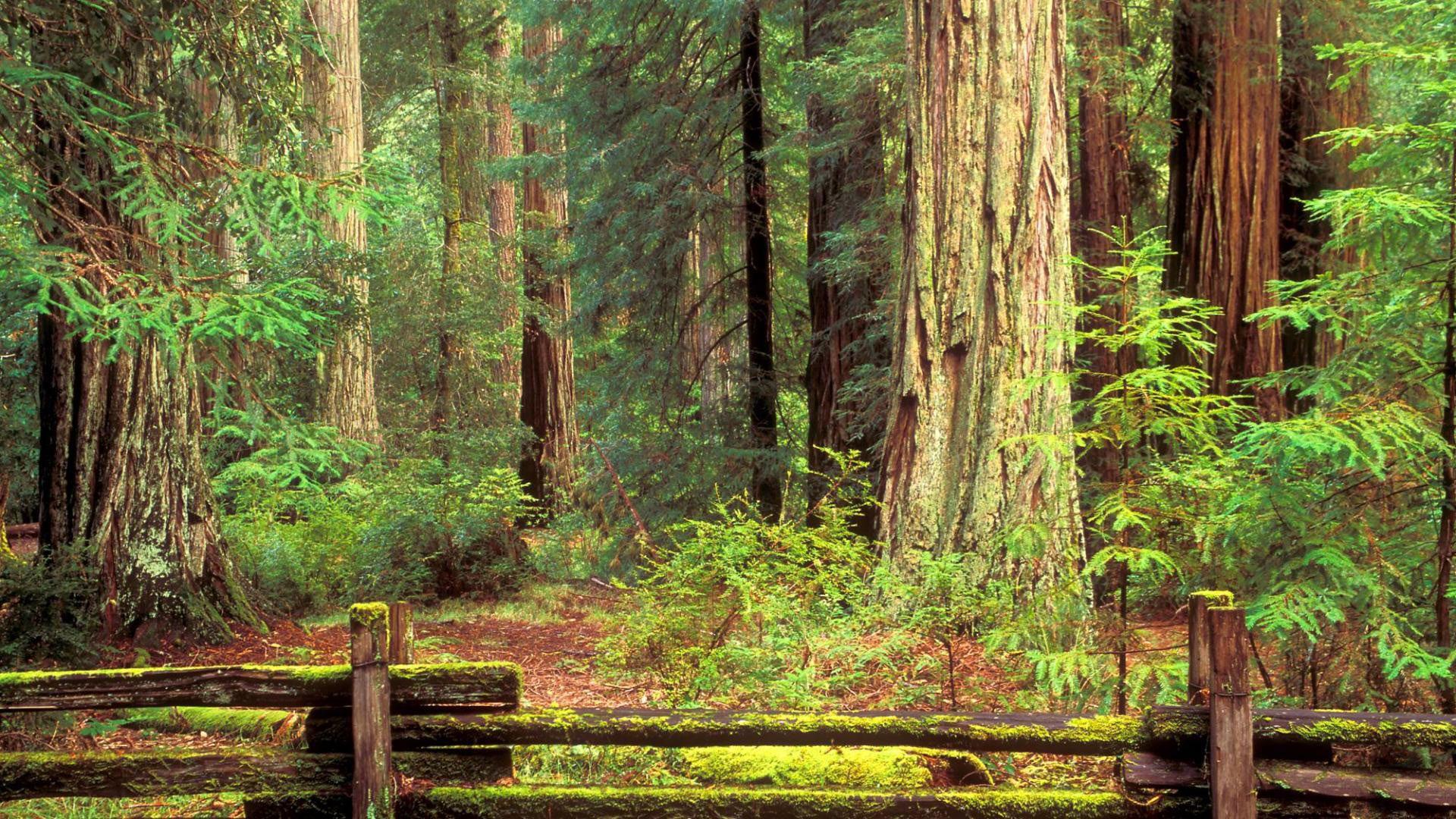Redwood National Park Wallpapers