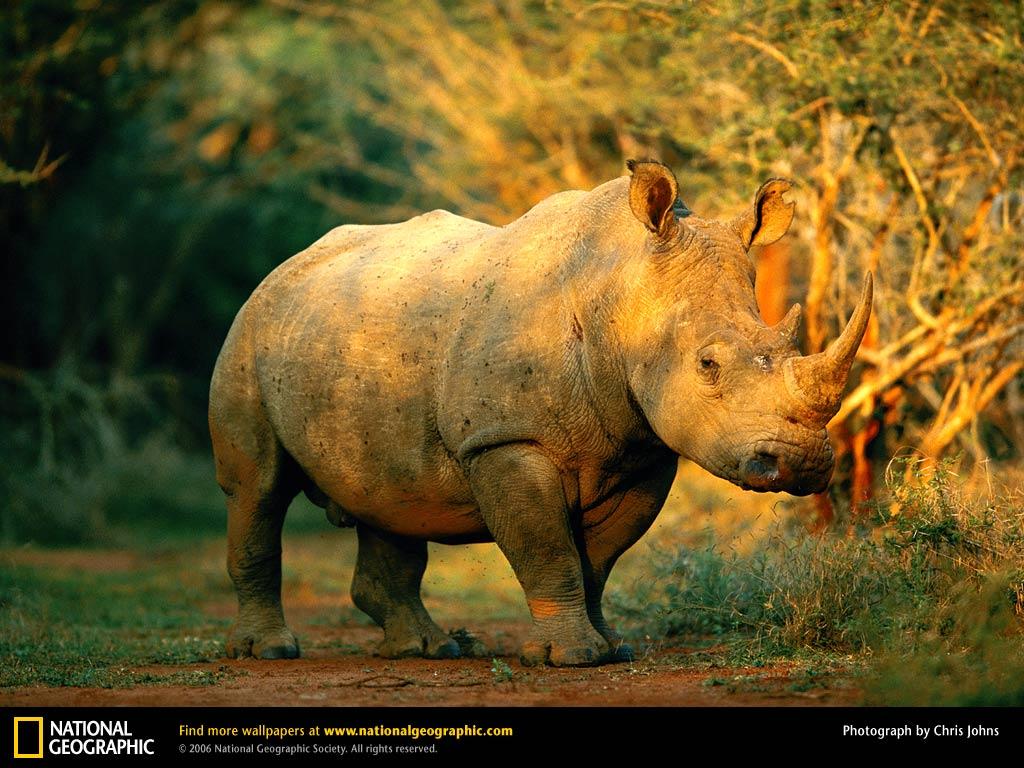 Rhinoceros Picture, Rhinoceros Desk 4K Wallpaper, Free Wallpapers