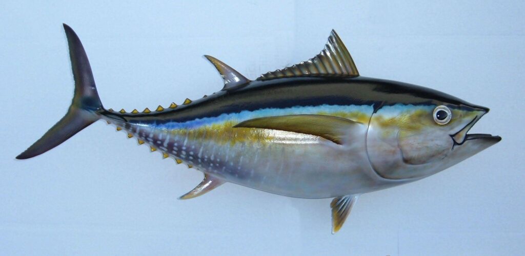 TunaGiant Bluefin Tuna Fishing Poster Wild Caught Tuna Tuna