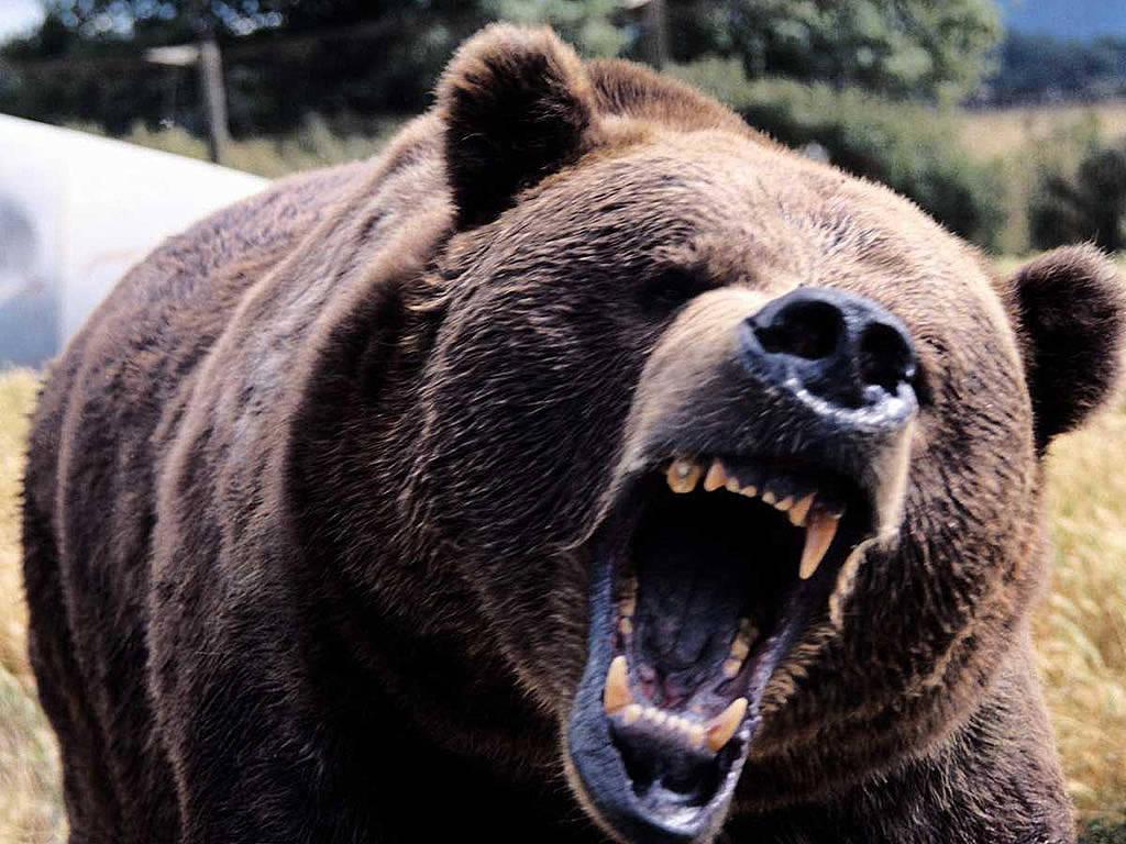 Wallpapers For – Angry Grizzly Bear Wallpapers