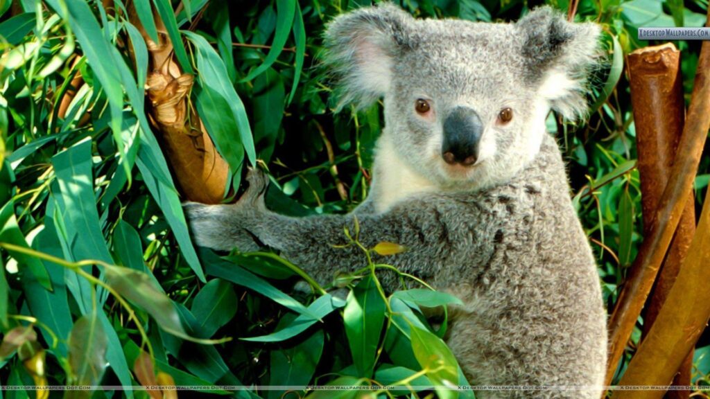 Hanging Out Koala Wallpapers