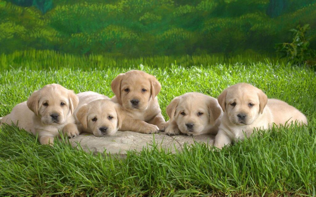 Collection of Cute Puppies Wallpapers 2K on HDWallpapers