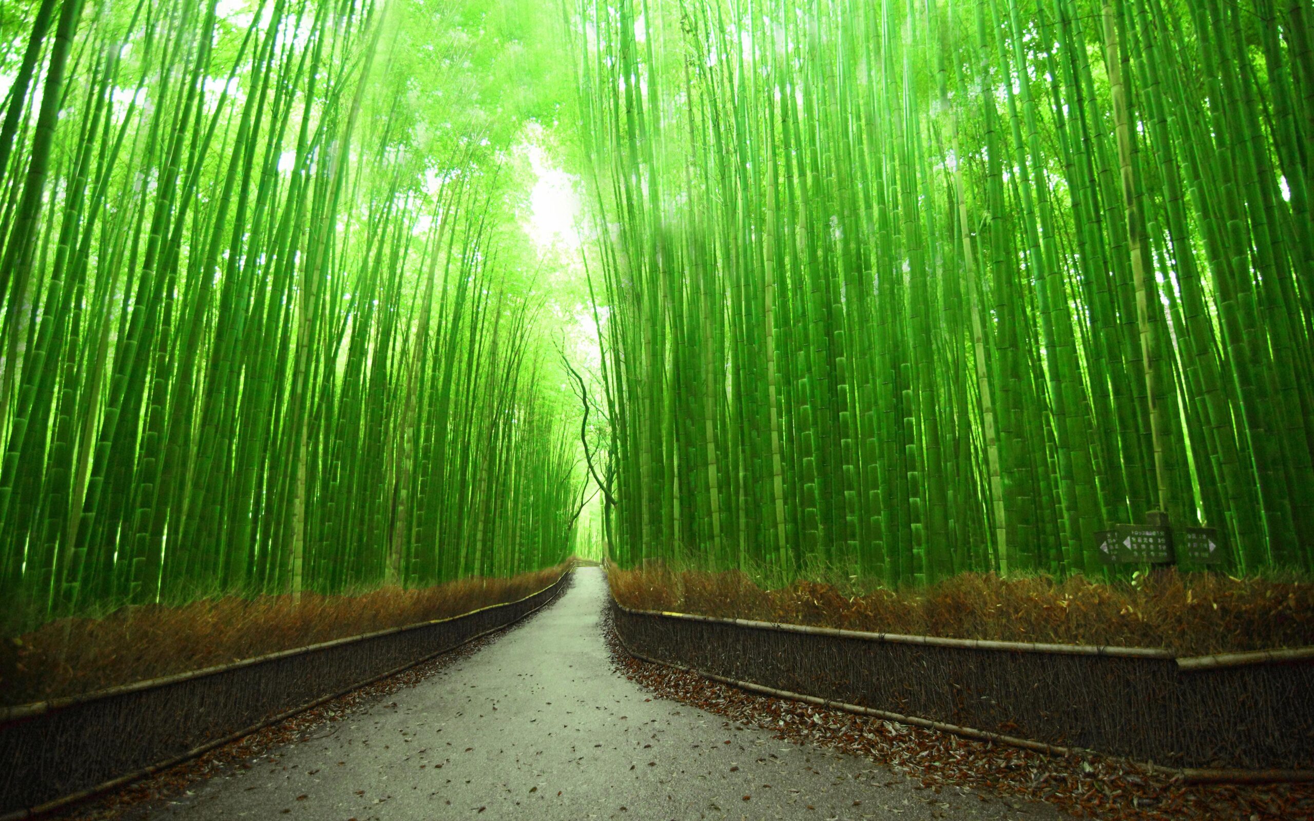 Bamboo Forest 2K Wallpapers