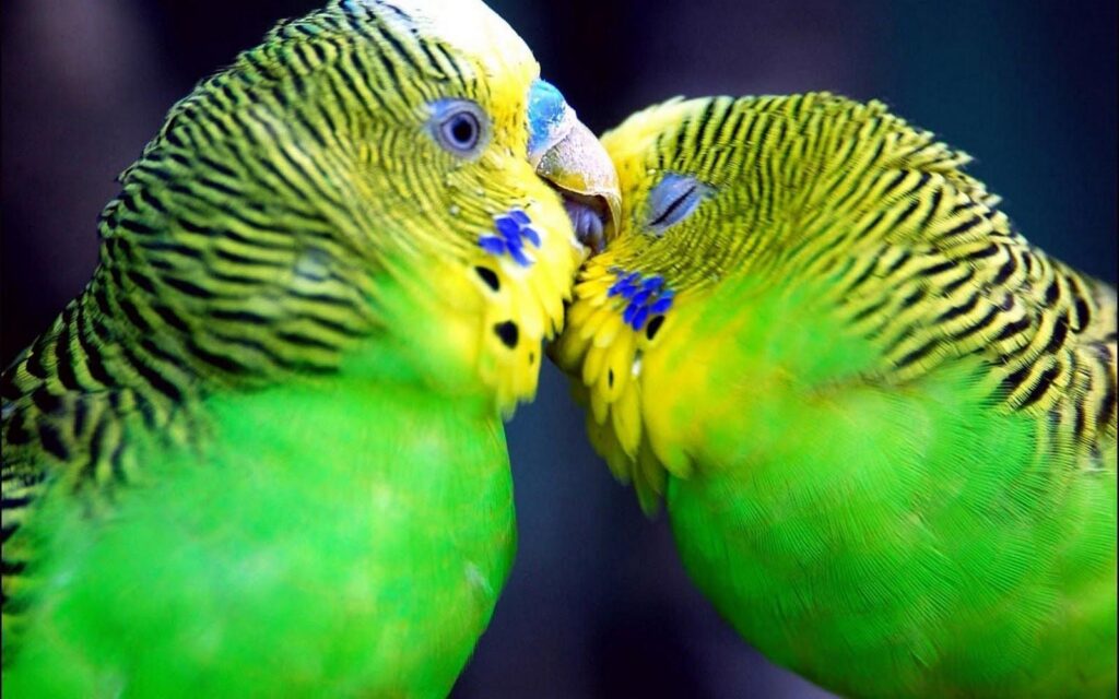 Love Birds Wallpapers Beautiful Pictures 2K Wallpapers &amp| Backgrou
