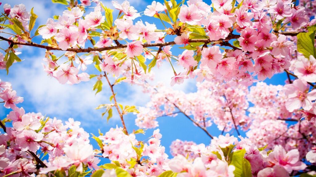 Spring Wallpapers Cherry Blossom 2K Wallpapers