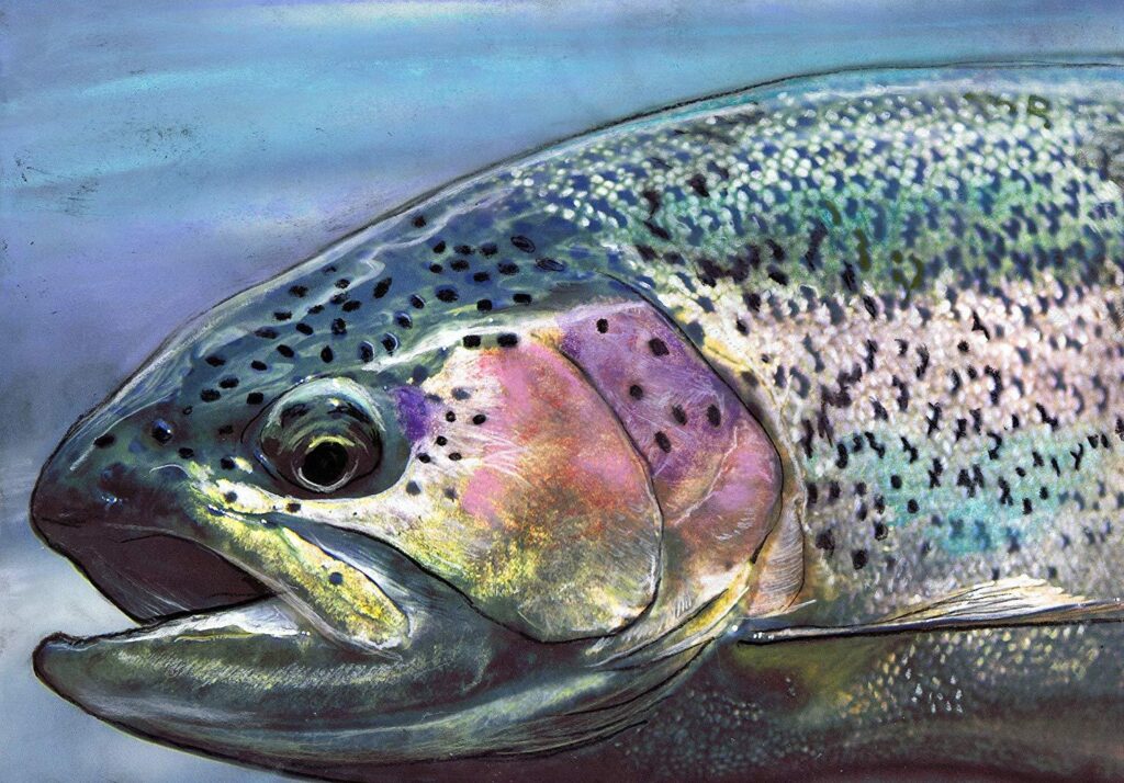 Rainbow Trout, Fly Fishing Art Gift