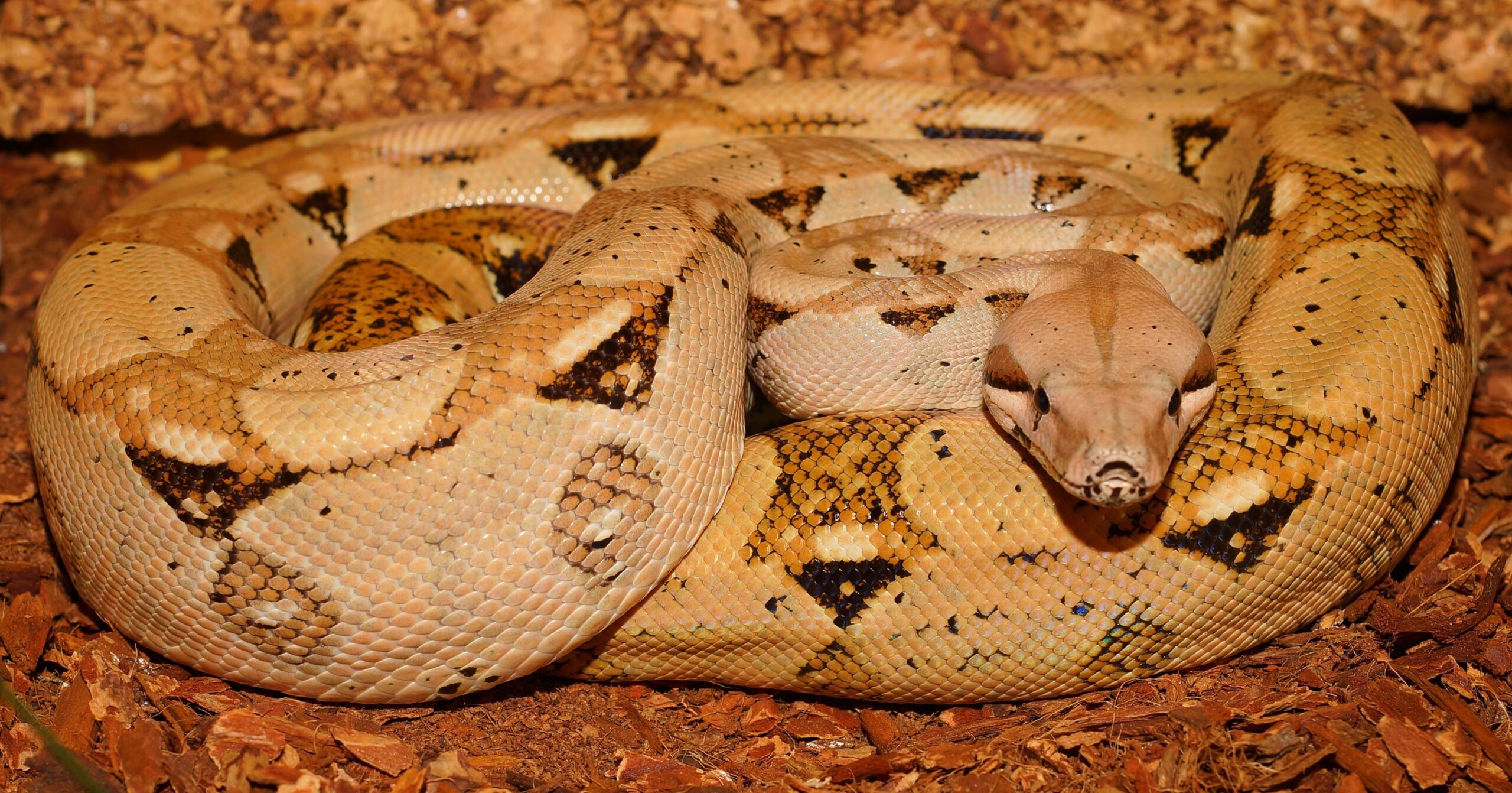 Brown and black python free Wallpaper