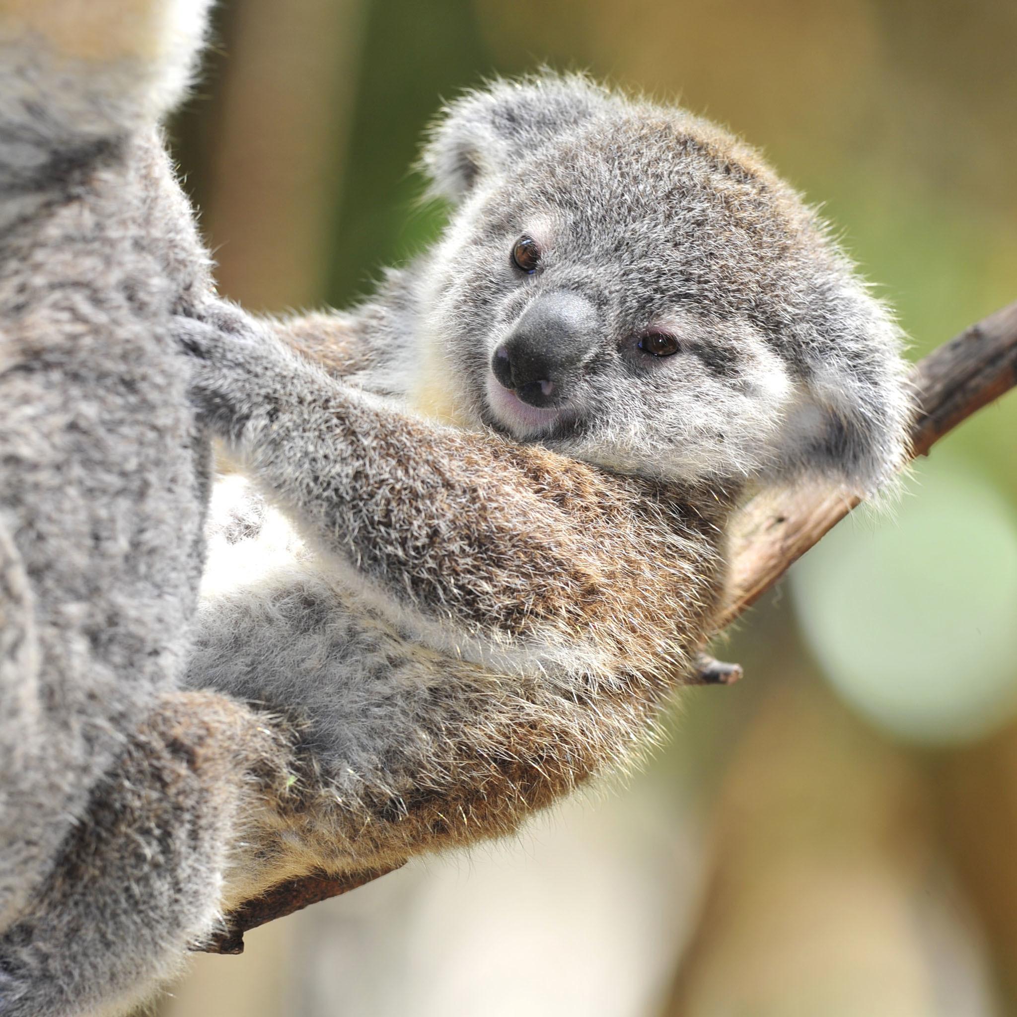 Cute Newborn Baby Koala