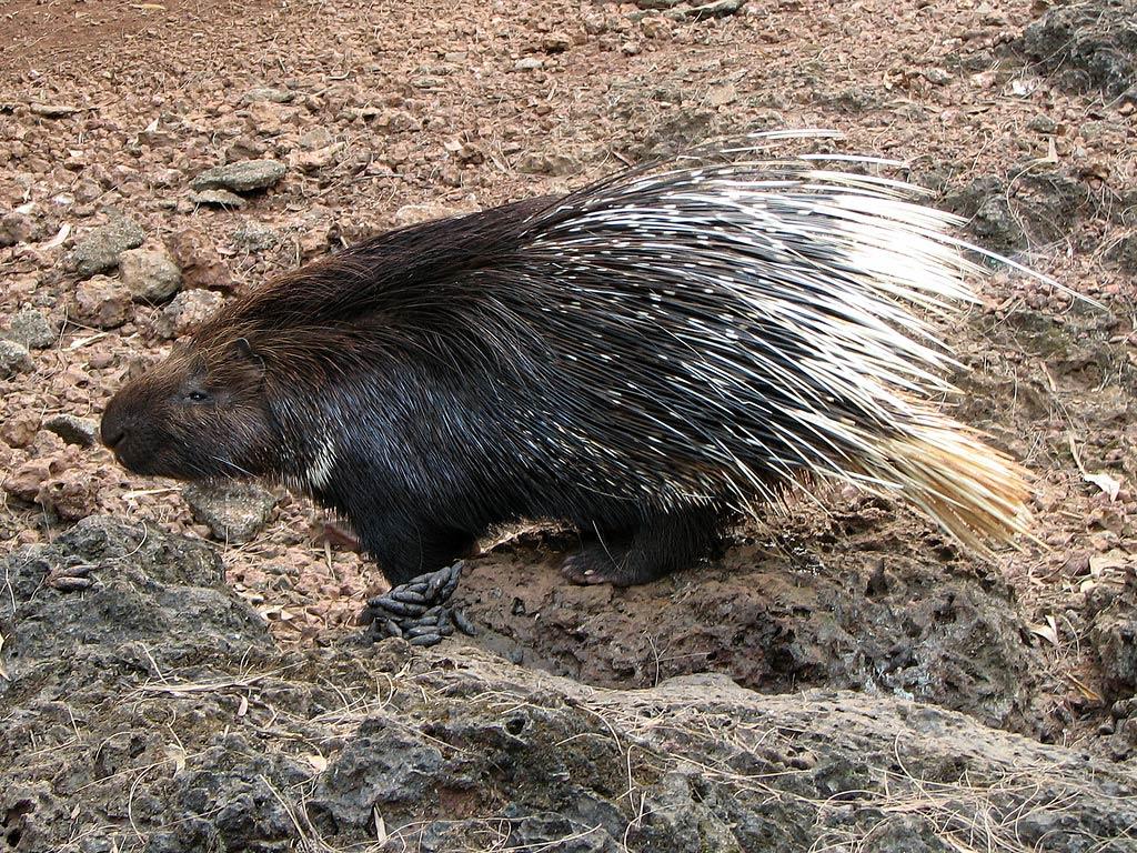 Porcupine Wallpapers