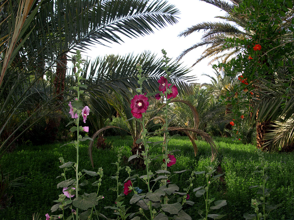 Wallpaper Morocco Draa valley Nature Parks Malva palm trees Grass