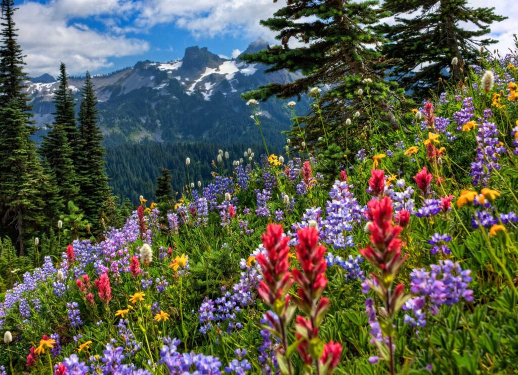 Mount Rainier Meadow Flowers Wallpapers
