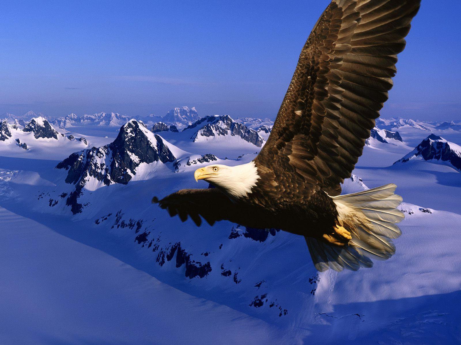 Bird backgrounds with eagles