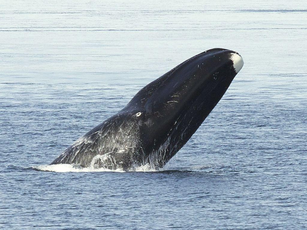 Audio Bowhead whales in the Arctic sing hundreds of complex