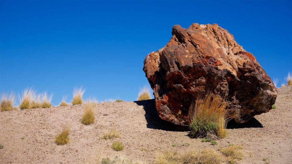 Petrified Forest National Park Pictures View Photos & Wallpaper of