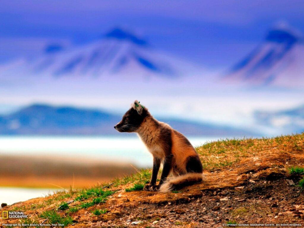 Svalbard Fox