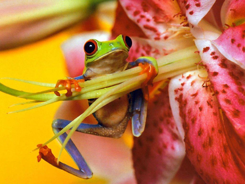 Frog Wallpapers Desktop Free HD Wallpapers Pictures
