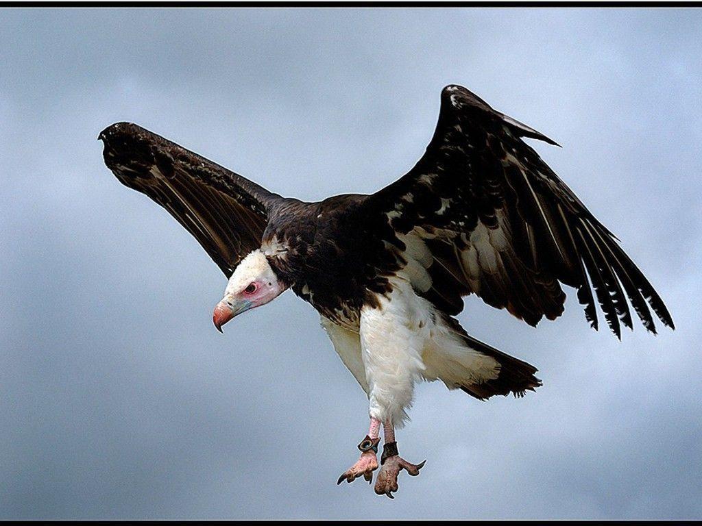 White Headed Vulture wallpapers