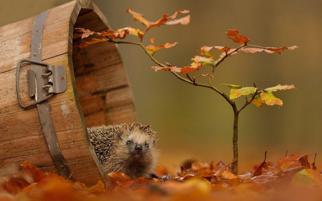 Hedgehog 2K Wallpapers