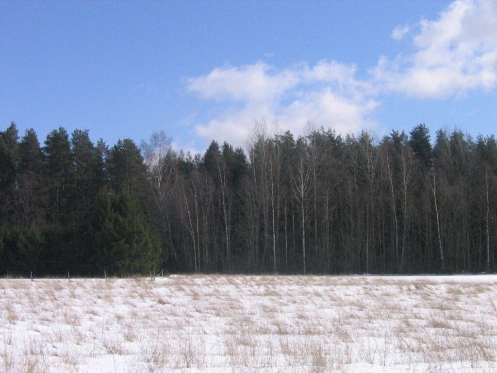 Forests Flag White Tree Snow Sky Black Estonian Forest Estonia