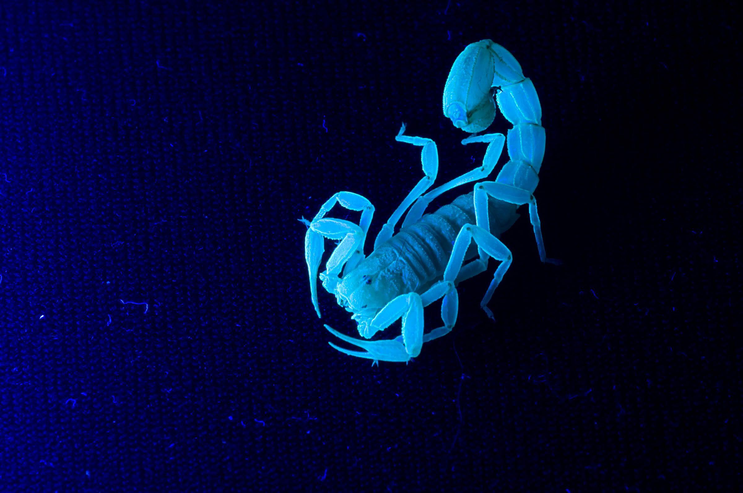 Desktop Backgrounds Picture Scorpion Tribal Tattoo E Wallpapers