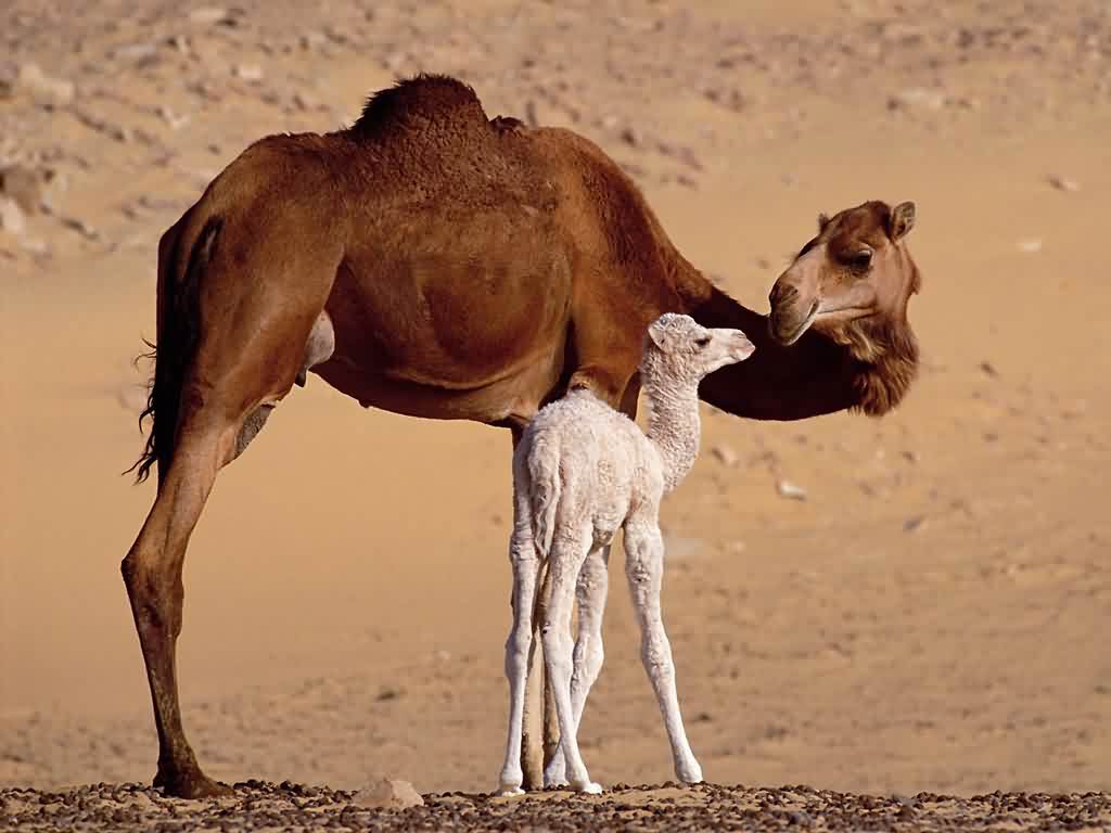Camel Wallpapers and backgrounds