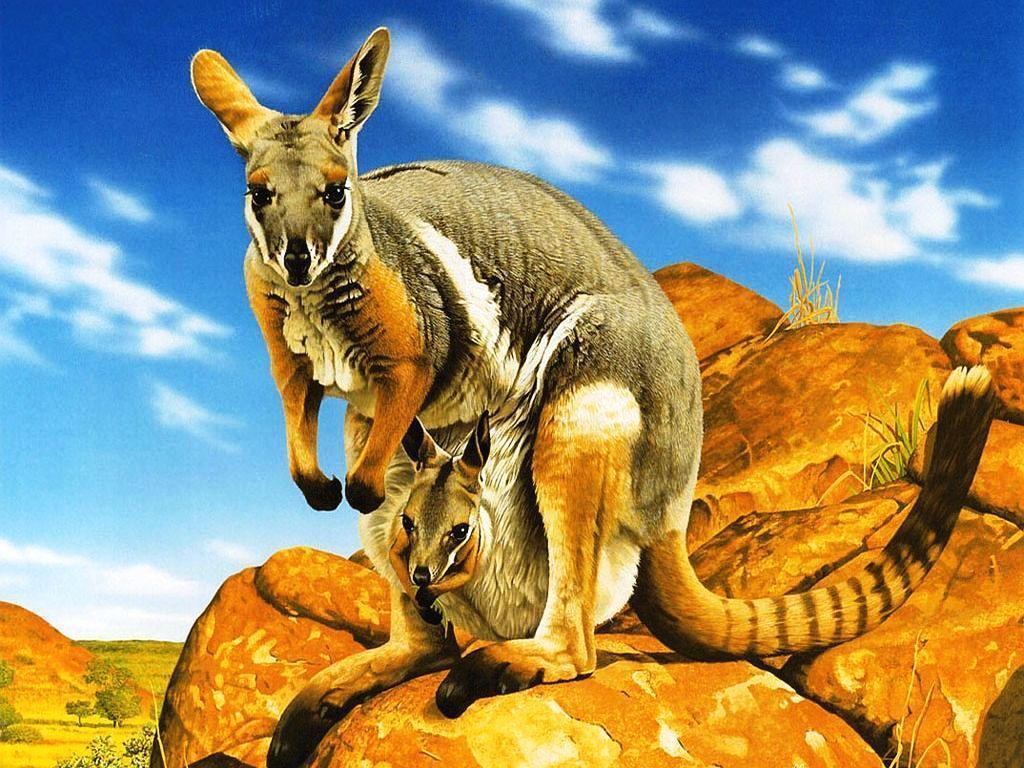 Kangaroo Pics HD
