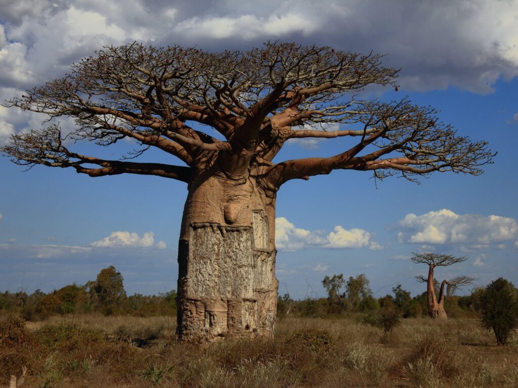 Best Baobab Wallpaper