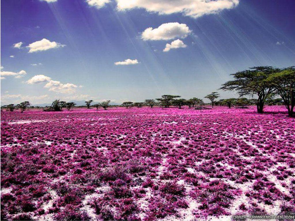 Purple meadow Wallpapers