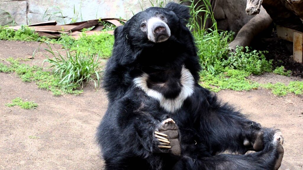 Sloth Bear at the San Diego Zoo