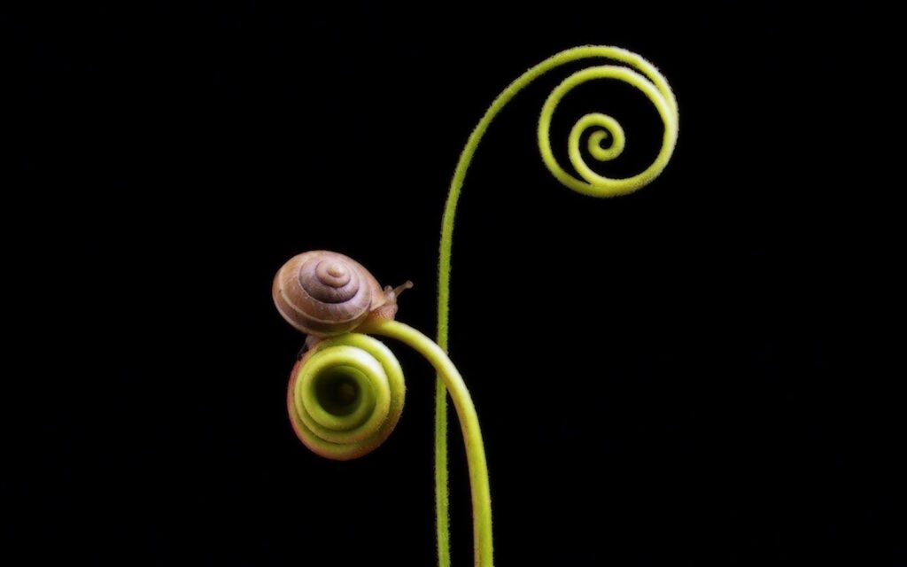 Snails Wallpapers